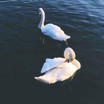 小罗代言米乐体育app